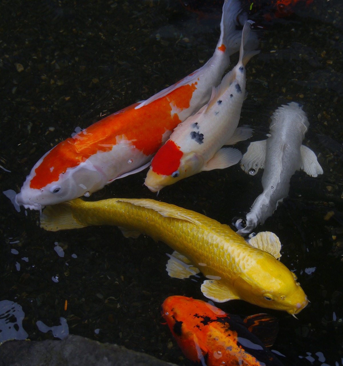 Image - aquarium fish colored carp koi fish