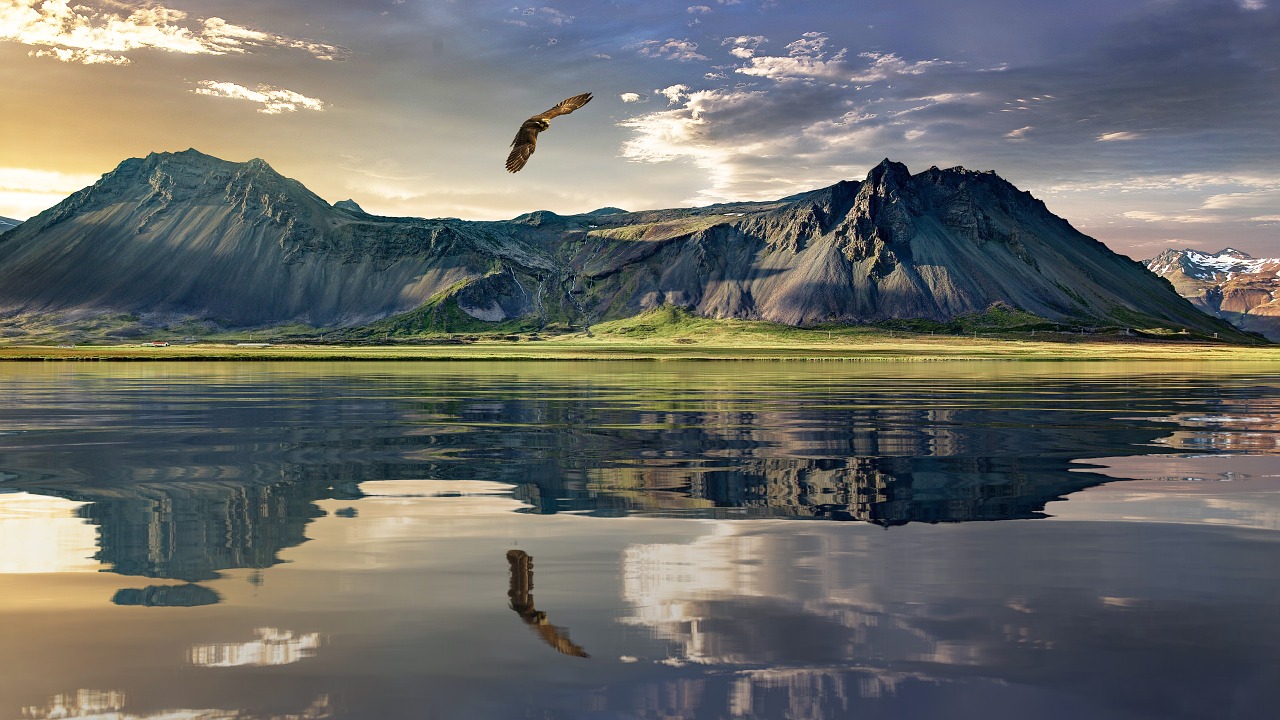 Image - new zealand landscape eagle bird