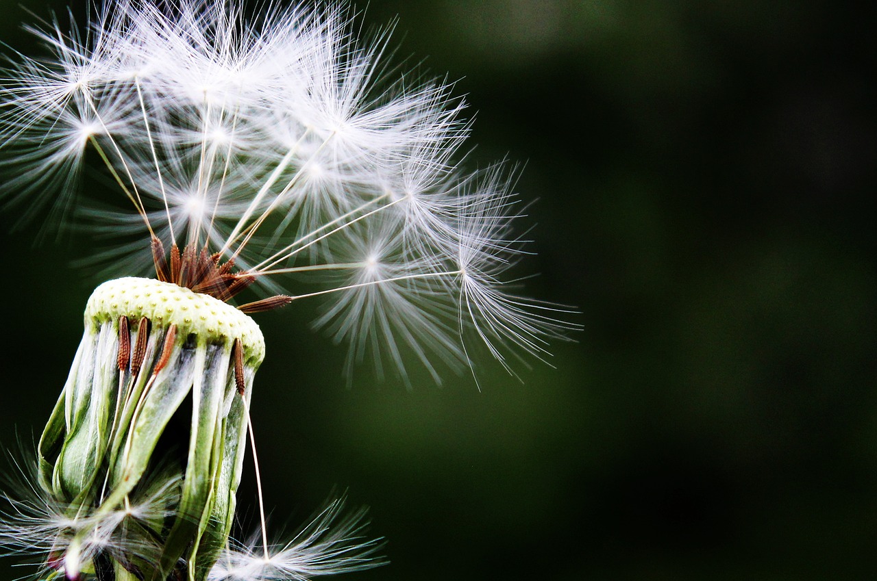 Image - dandelion seeds pointed flower