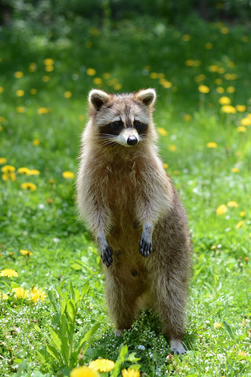 Image - racoon animal garden summer