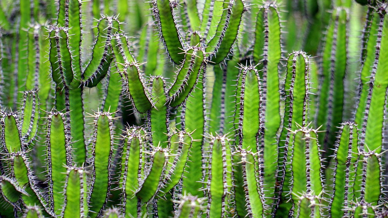 Image - cactus green flower prickly color