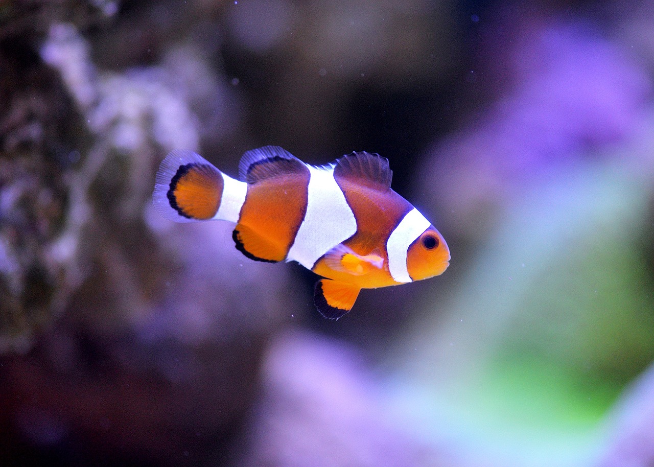 Image - clownfish sea aquarium clown fish