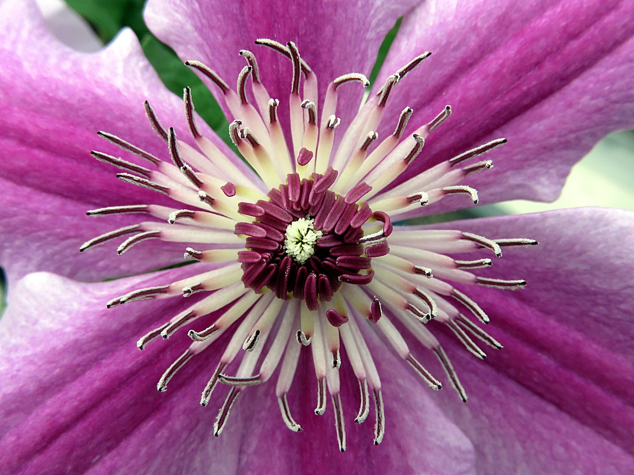 Image - flower clematis stamens violet