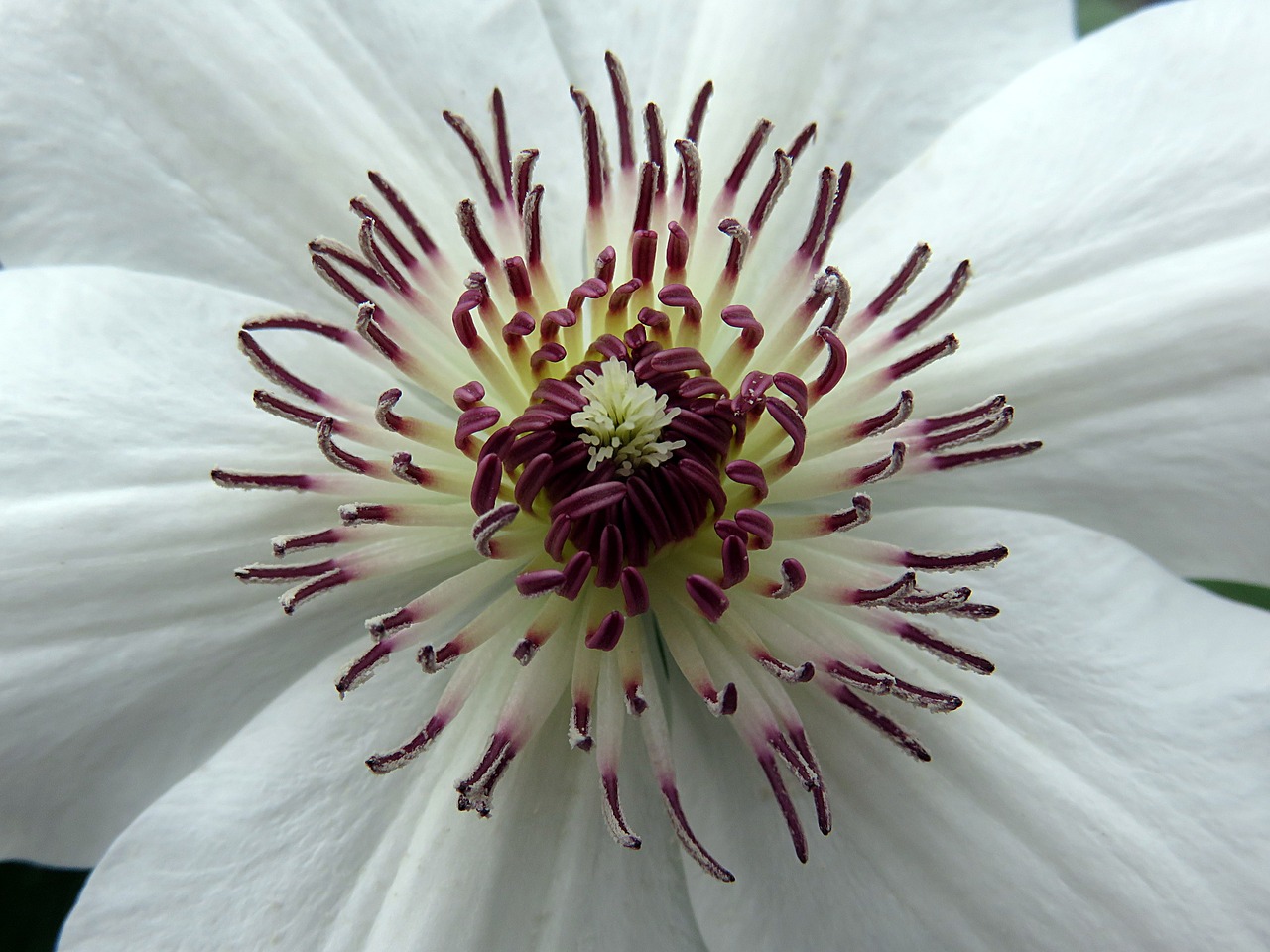 Image - flower clematis stamens white