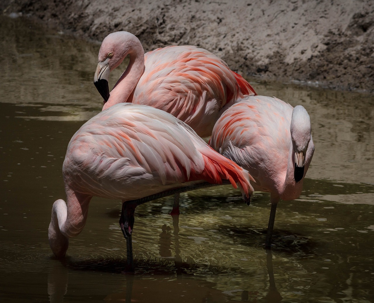 Image - flamingo pink flamingos wading bird