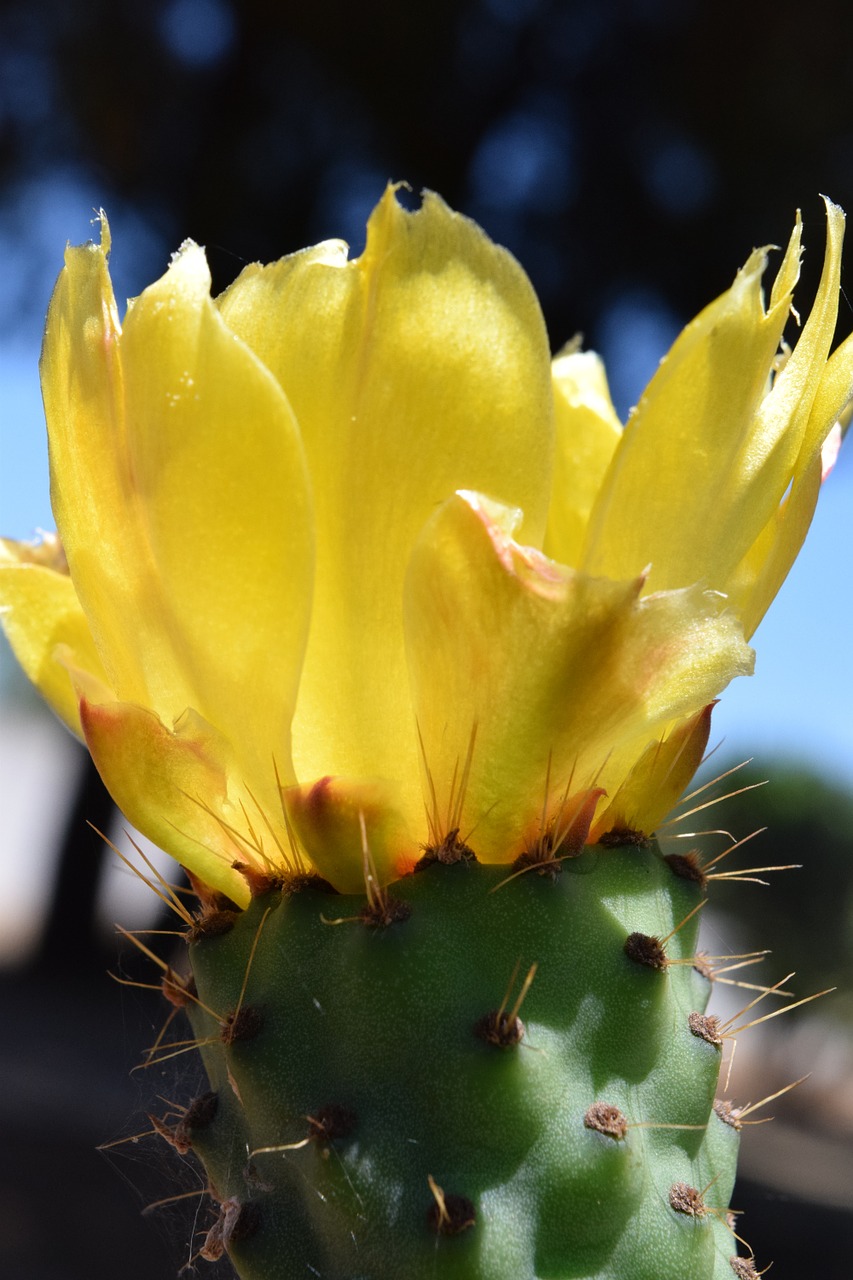 Image - cactus blossom bloom prickly pear