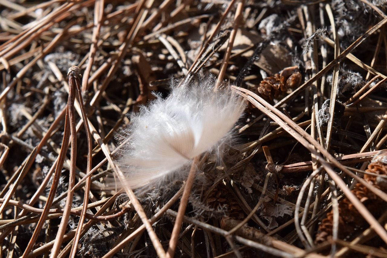 Image - feather bird feather fluff white