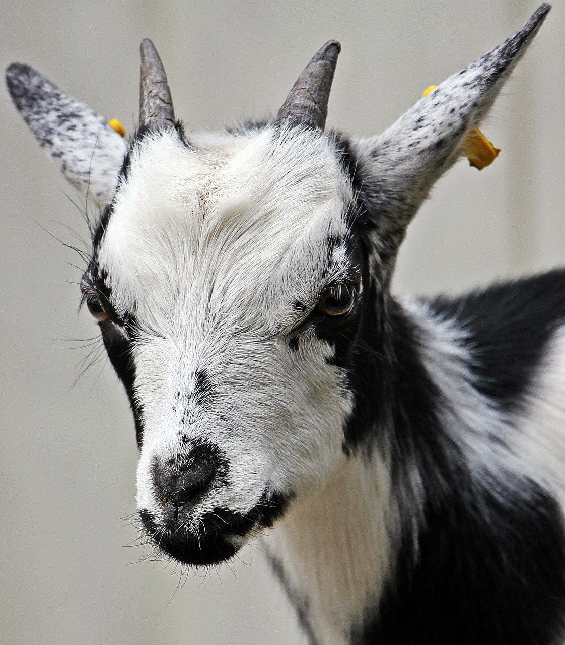 Image - goat kid domestic goat cute