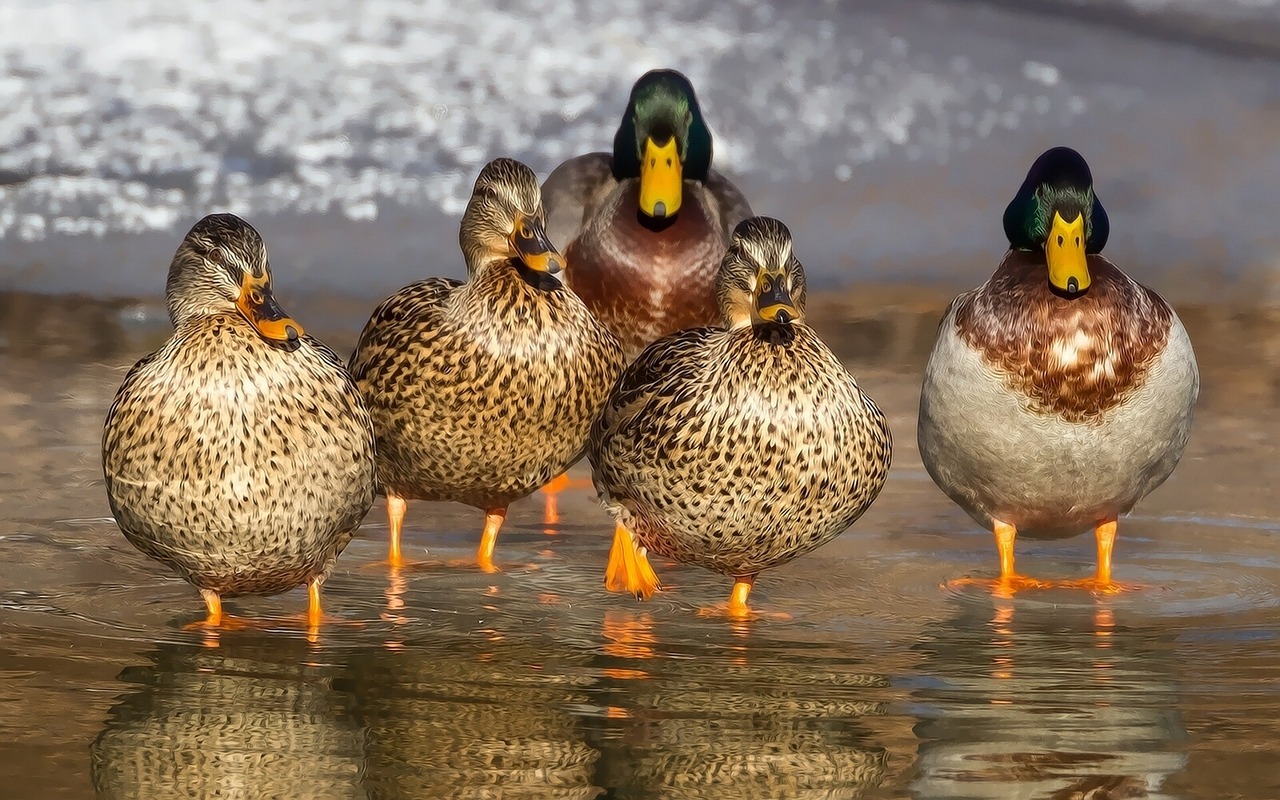 Image - duck wild mallard animals feathers