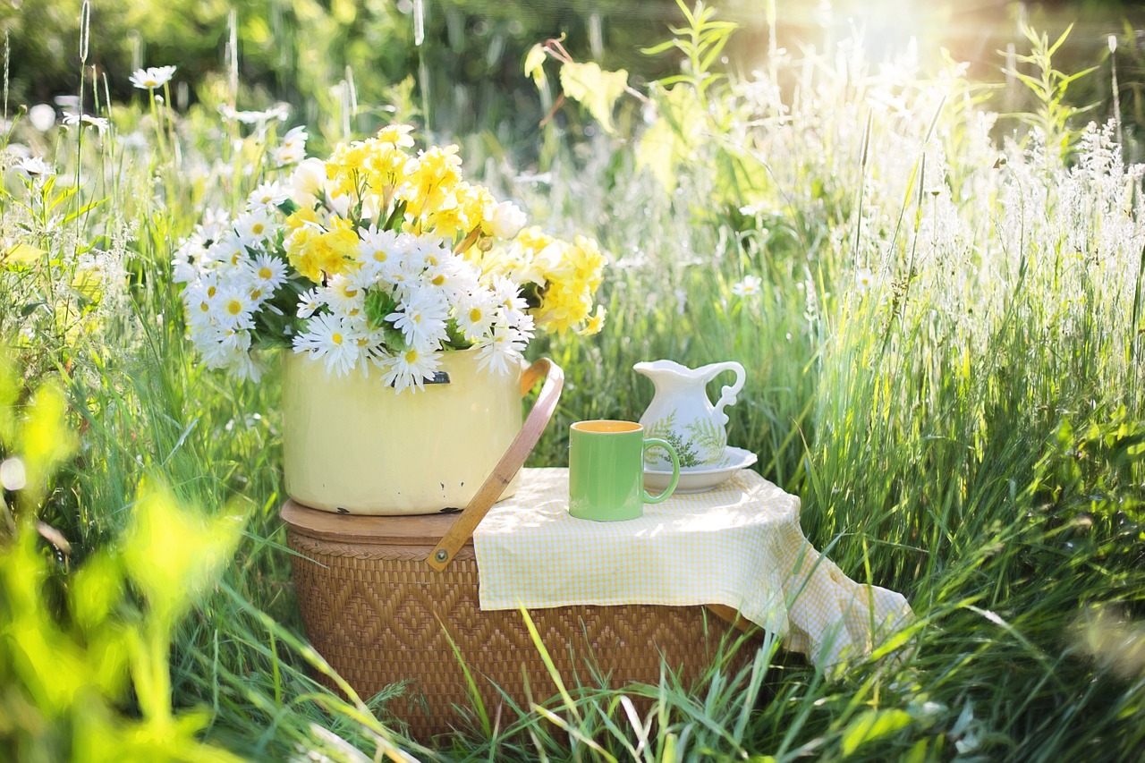 Image - daisies summer flowers nature