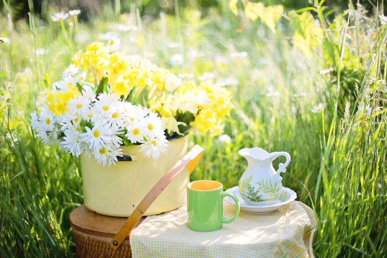 Image - daisies summer flowers nature