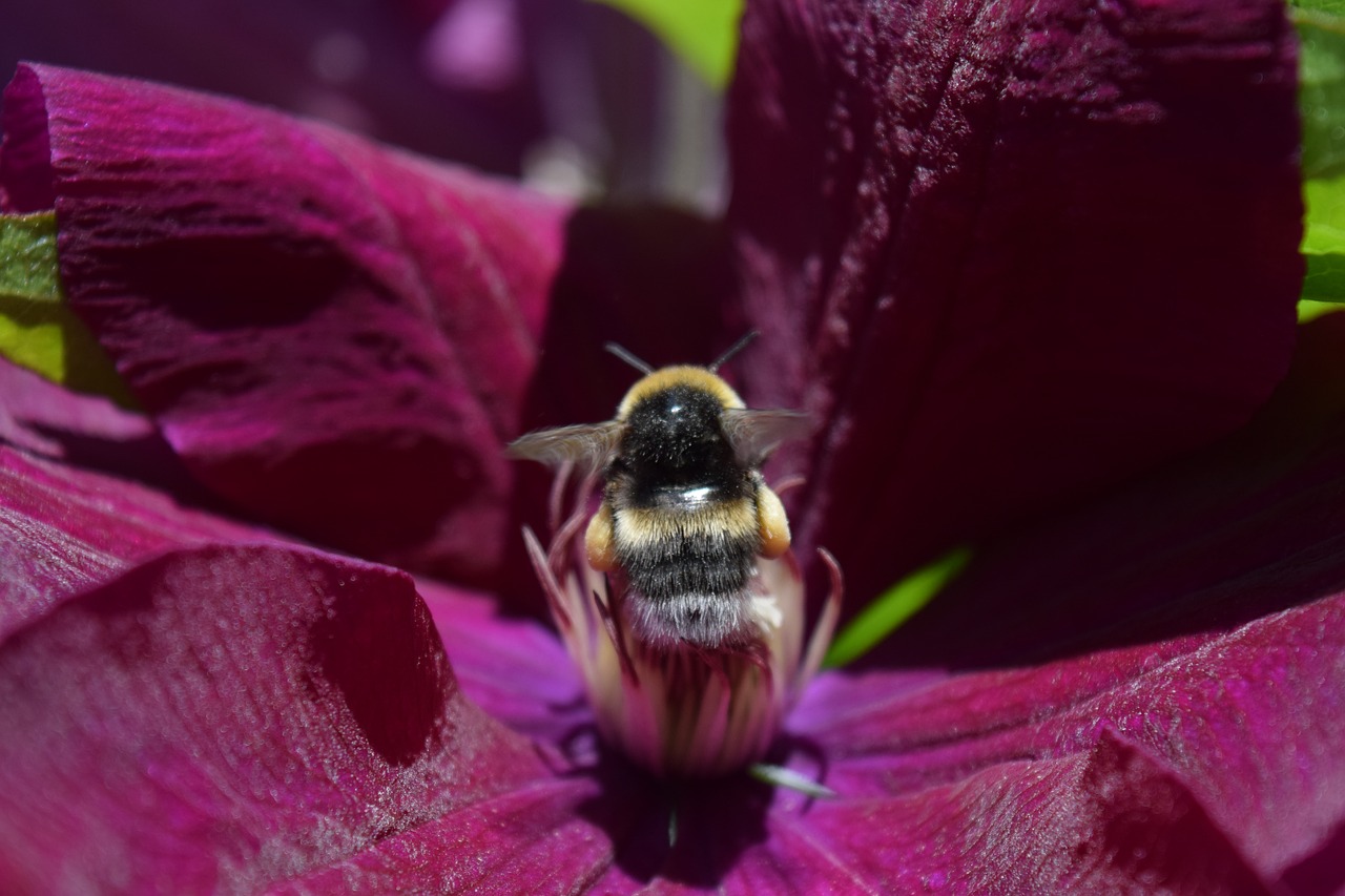 Image - hummel blossom bloom pollen