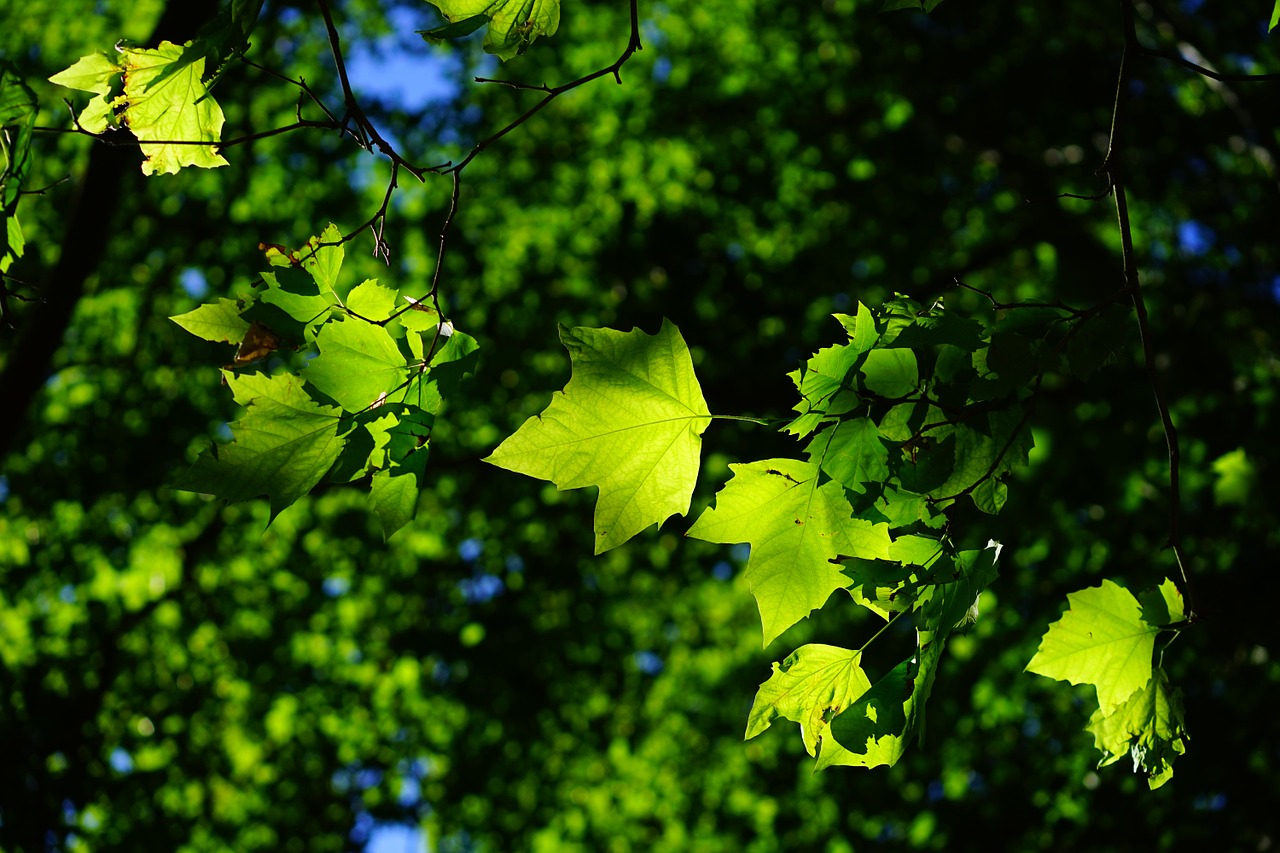 Image - plane leaves tree green bright