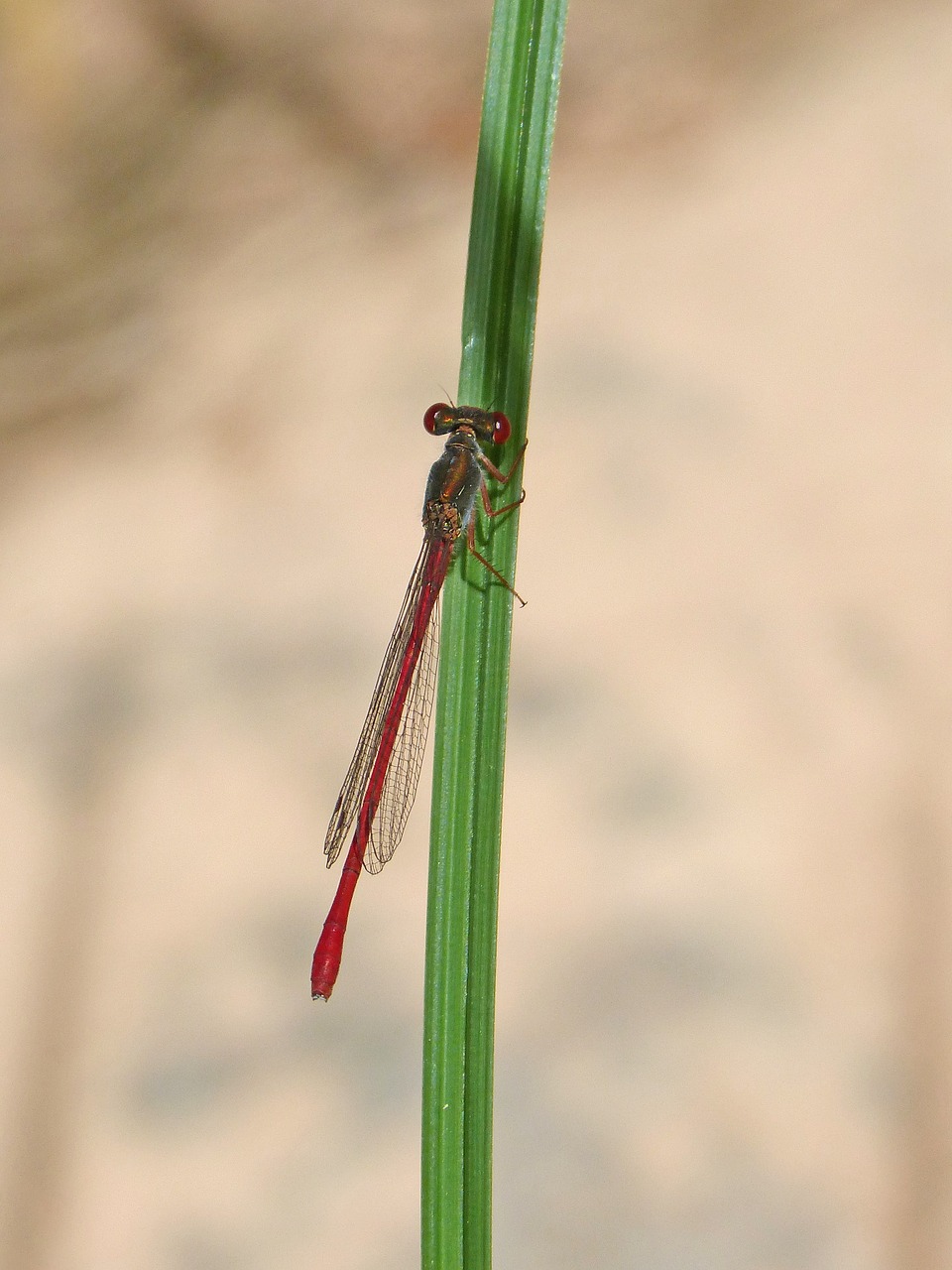 Image - red dragonfly stem winged insect