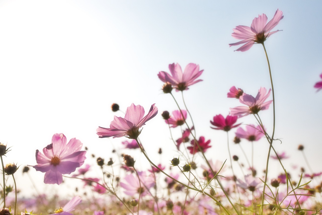 Image - flowers plants korea nature