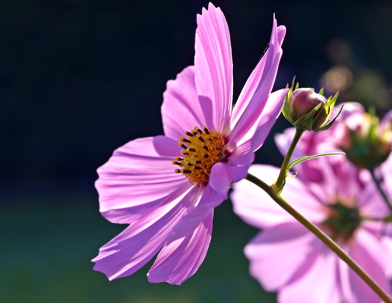 Image - plant nature live