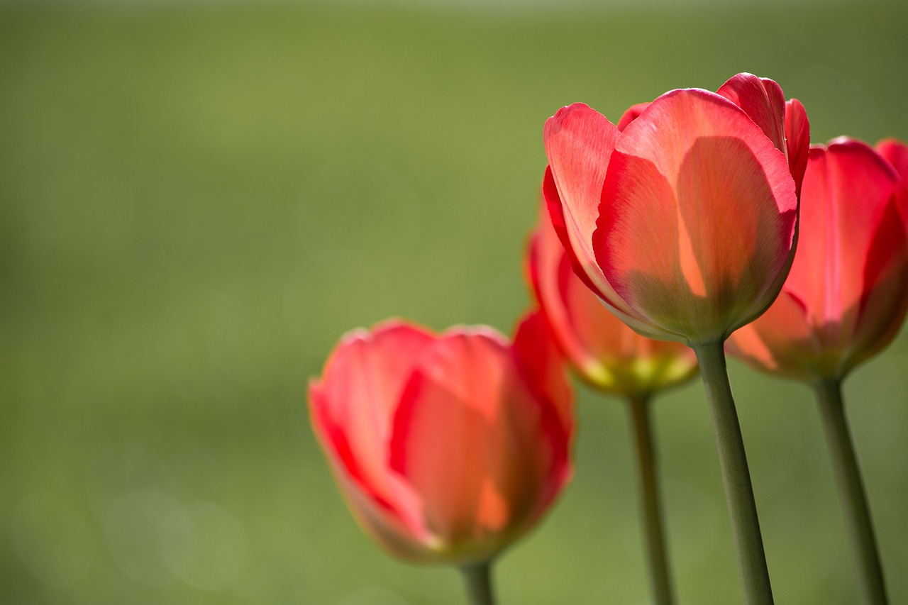 Image - tulips red red tulips garden