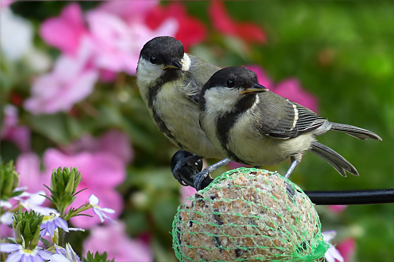 Image - great tits parus major bird young