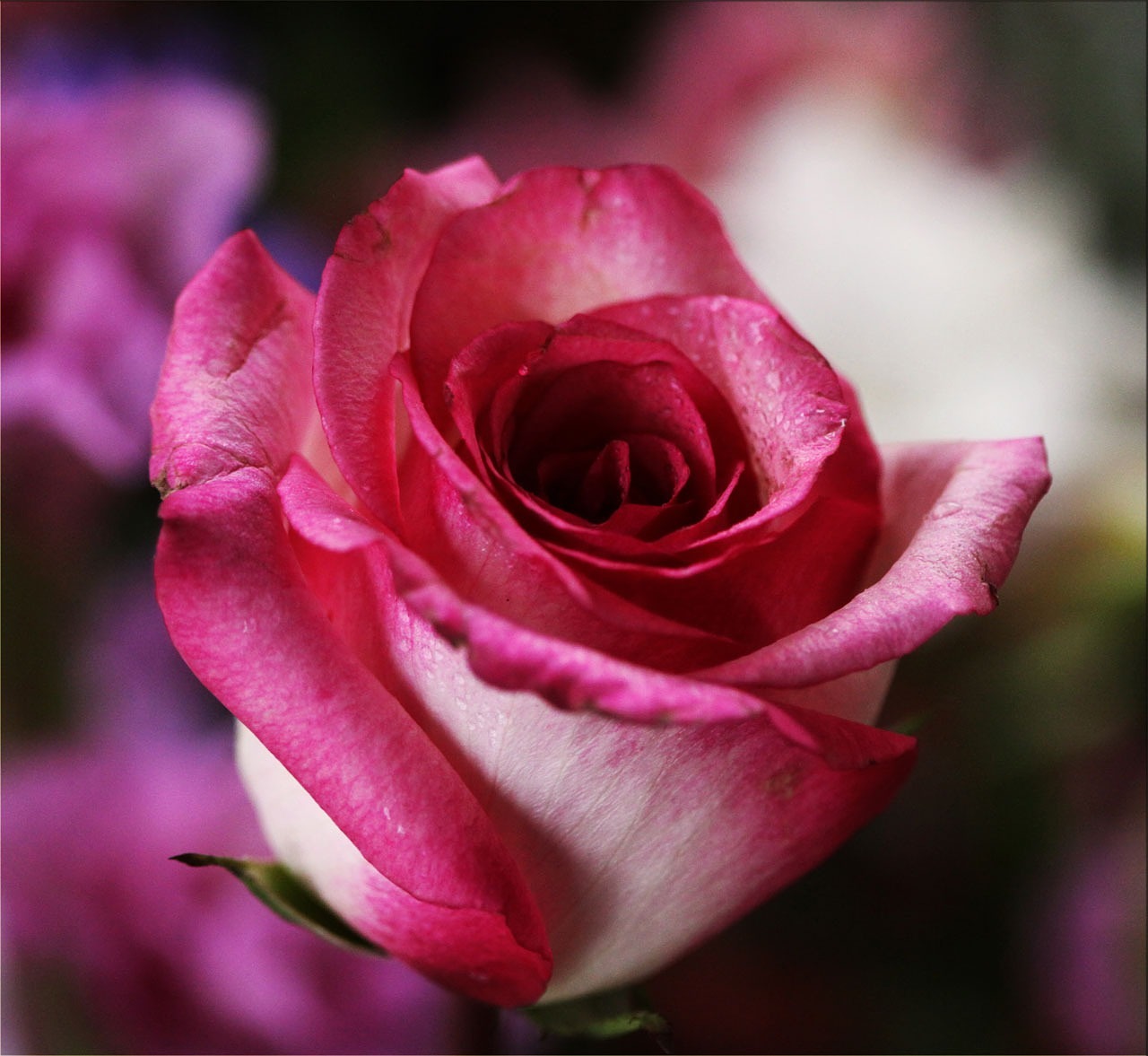 Image - pink rose rose flower blossom