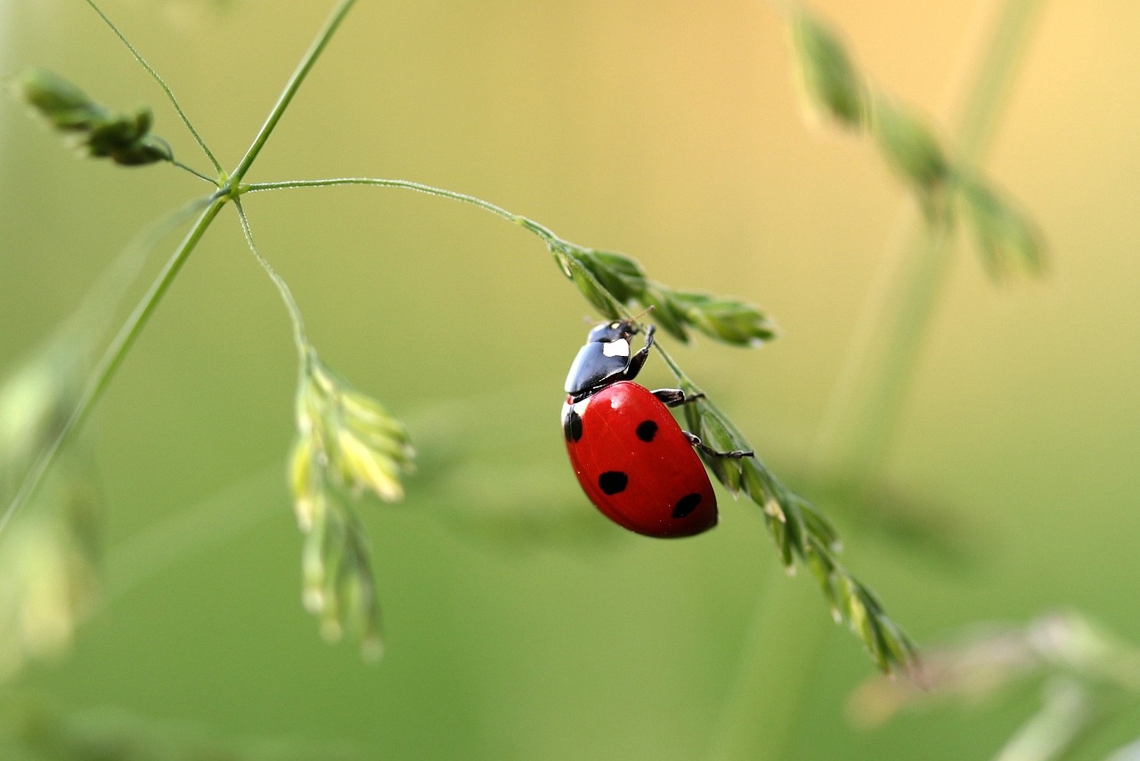 Image - ladybug beetle coccinellidae insect