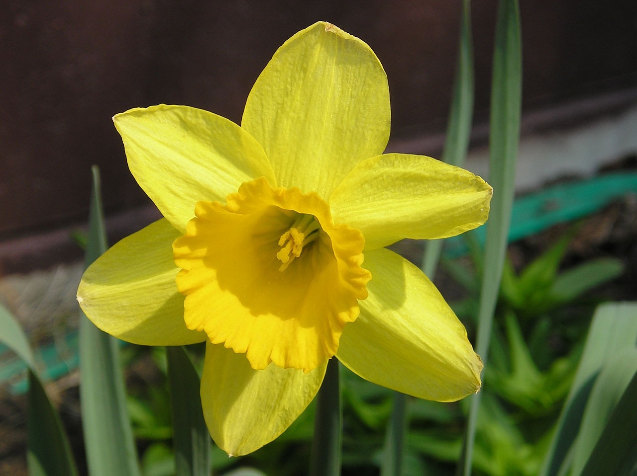 Image - flower yellow nature daffodil