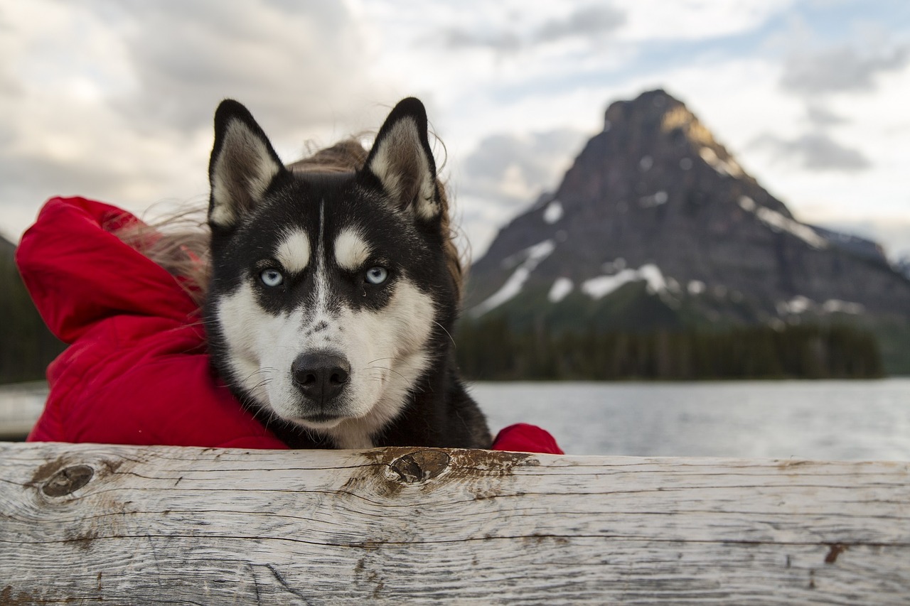 Image - husky dog canine portrait sled dog