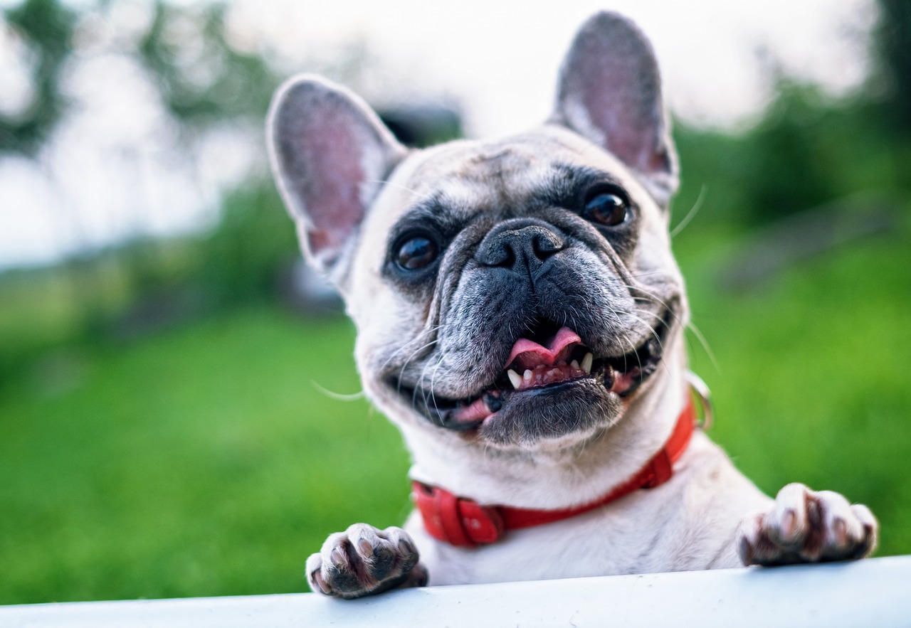 Image - french bulldog summer smile joy