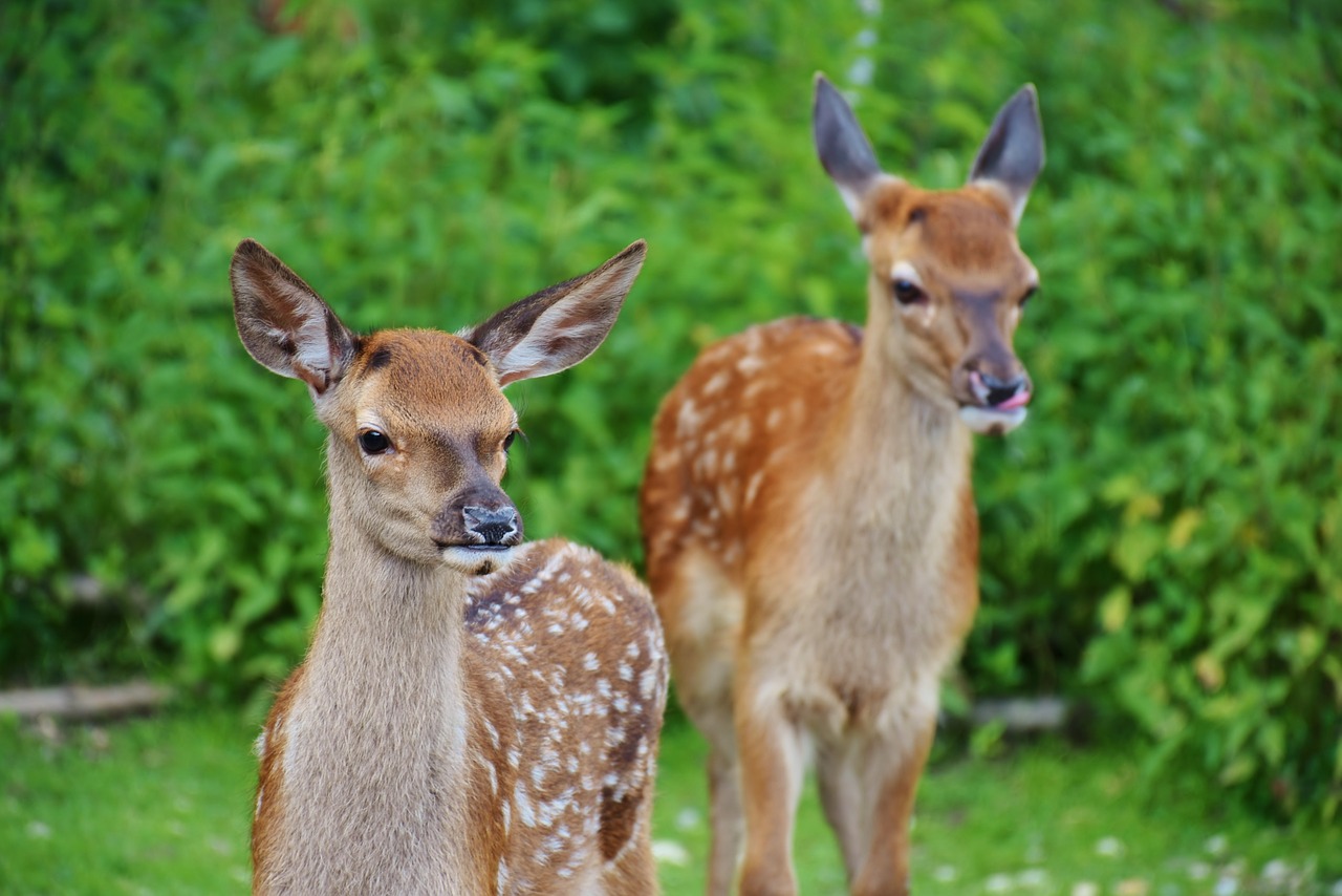 Image - roe deer kitz wild forest red deer