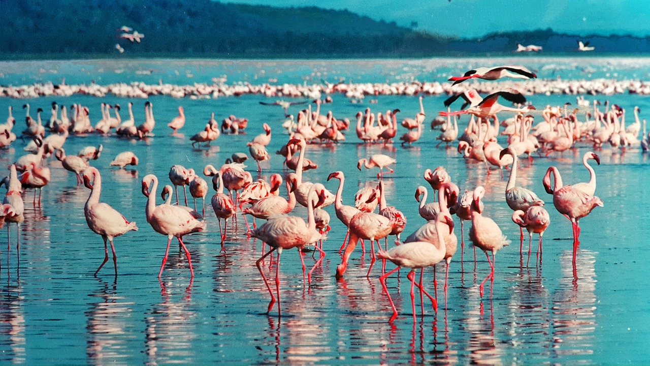 Image - pink flamingo lake nakuru kenya
