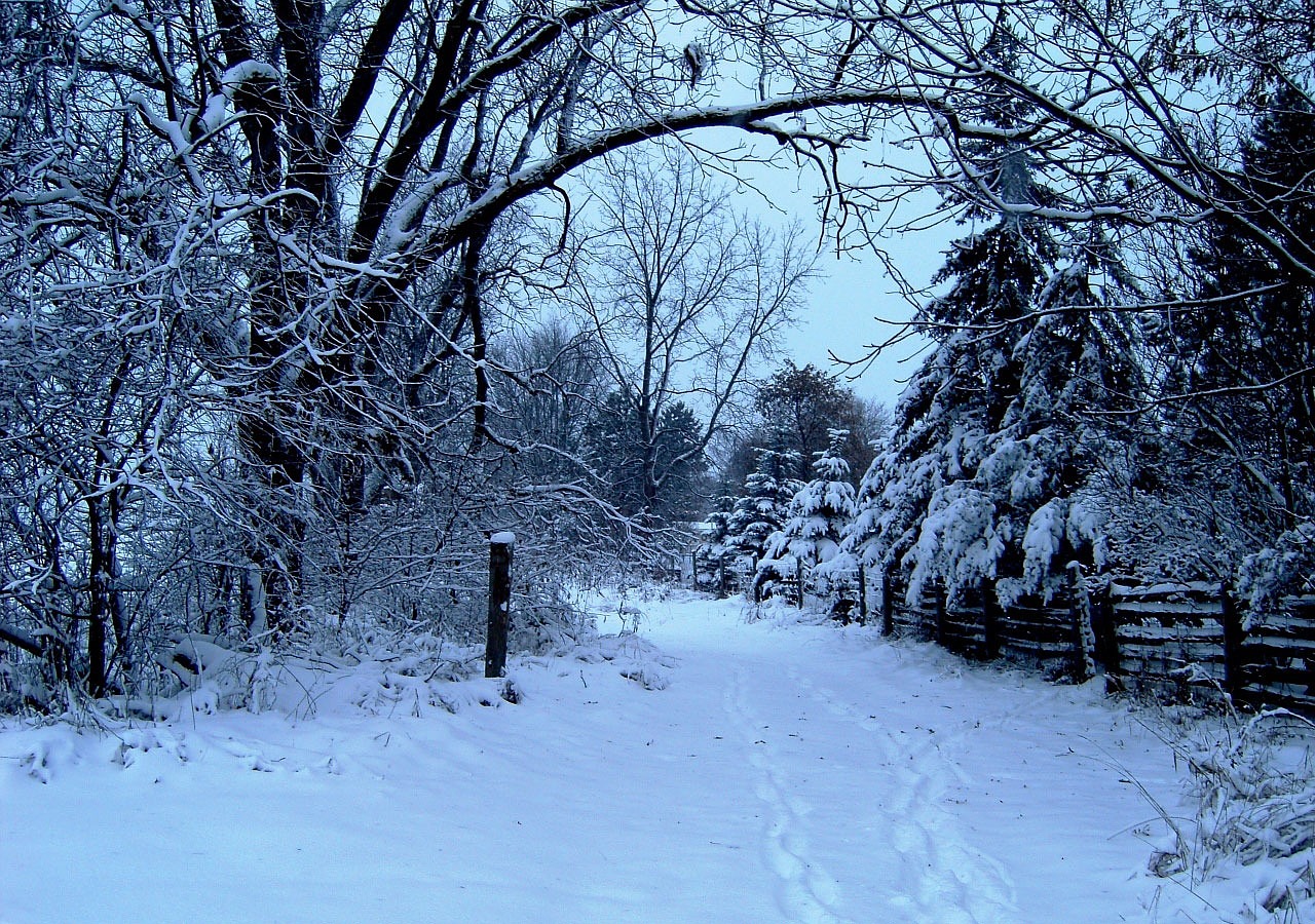 Image - winter snow trees holiday season
