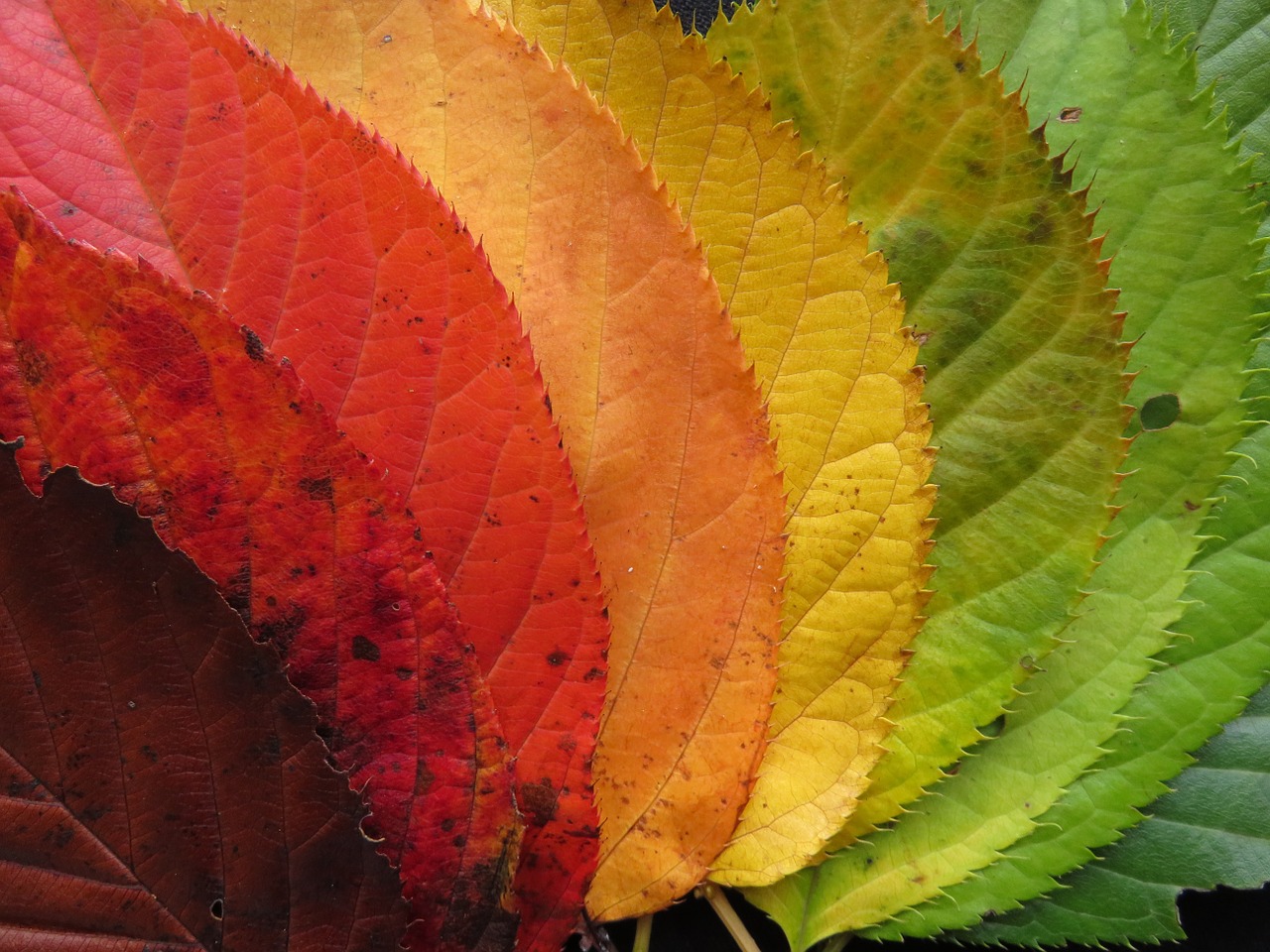 Image - autumn leaves fall leaves colorful