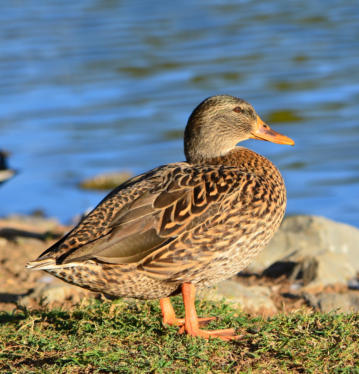 Image - duck lake nature bird wood