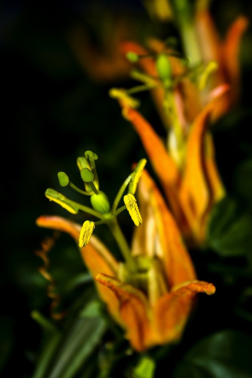 Image - passiflora blossom bloom close