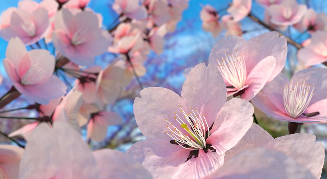 Image - sakura flower sakura cherry blossom