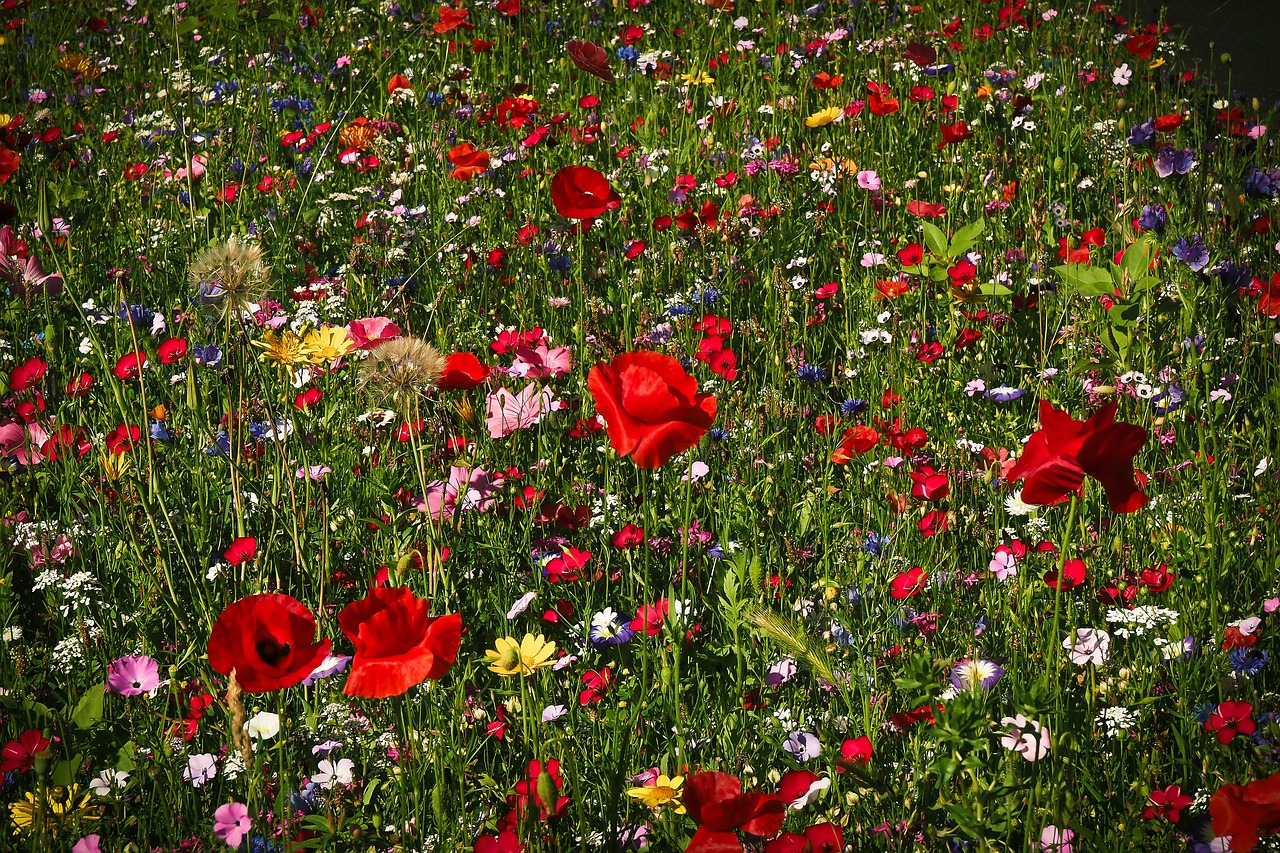 Image - flower meadow wild flowers flowers