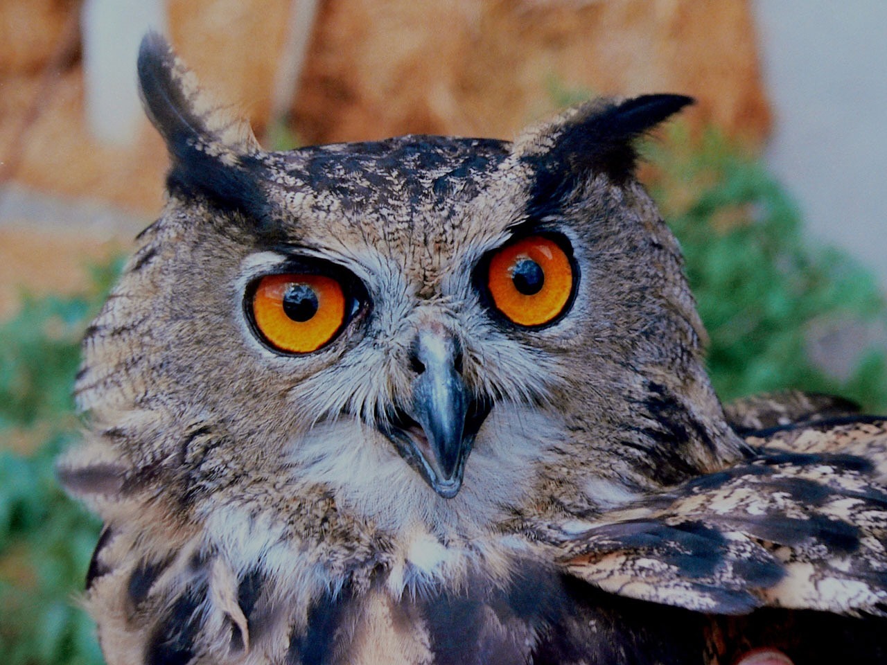 Image - owl horned bird bird of prey