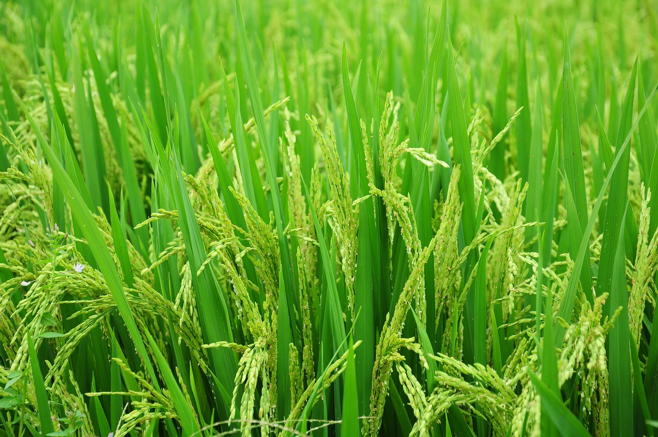 Image - rice field paddy food green farm