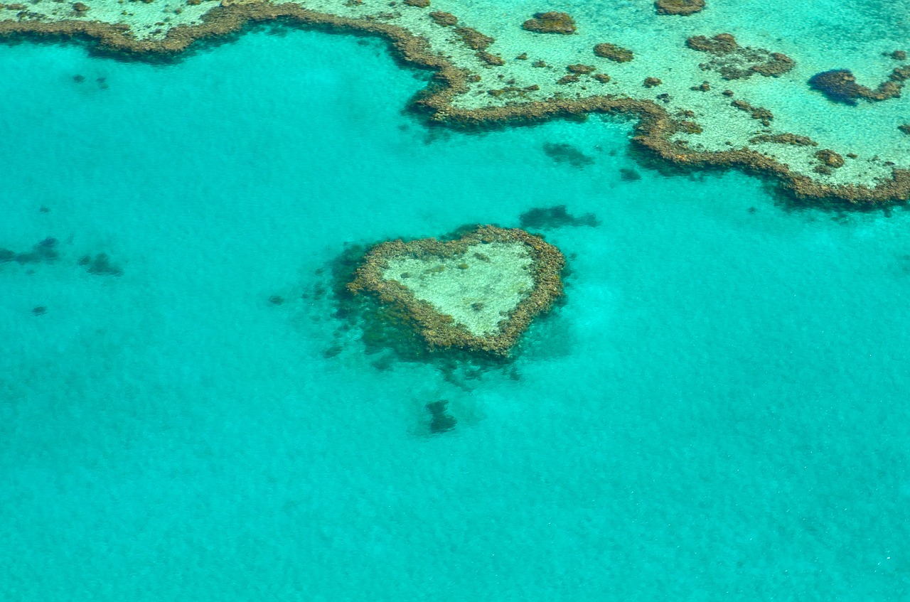 Image - heart coral australia coral reef