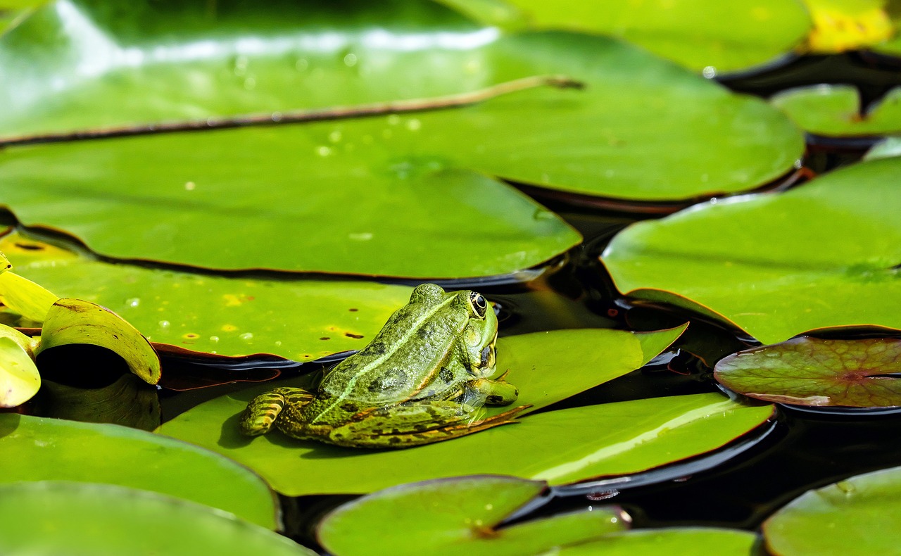 Image - frog water frog animal green