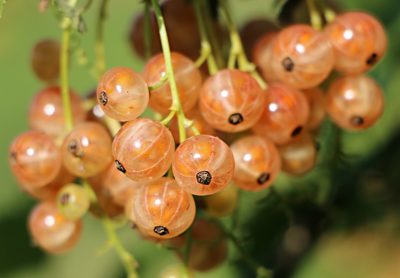 Image - currant berry a bunch of health