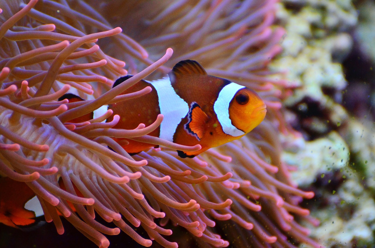 Image - anemone fish clown fish aquarium