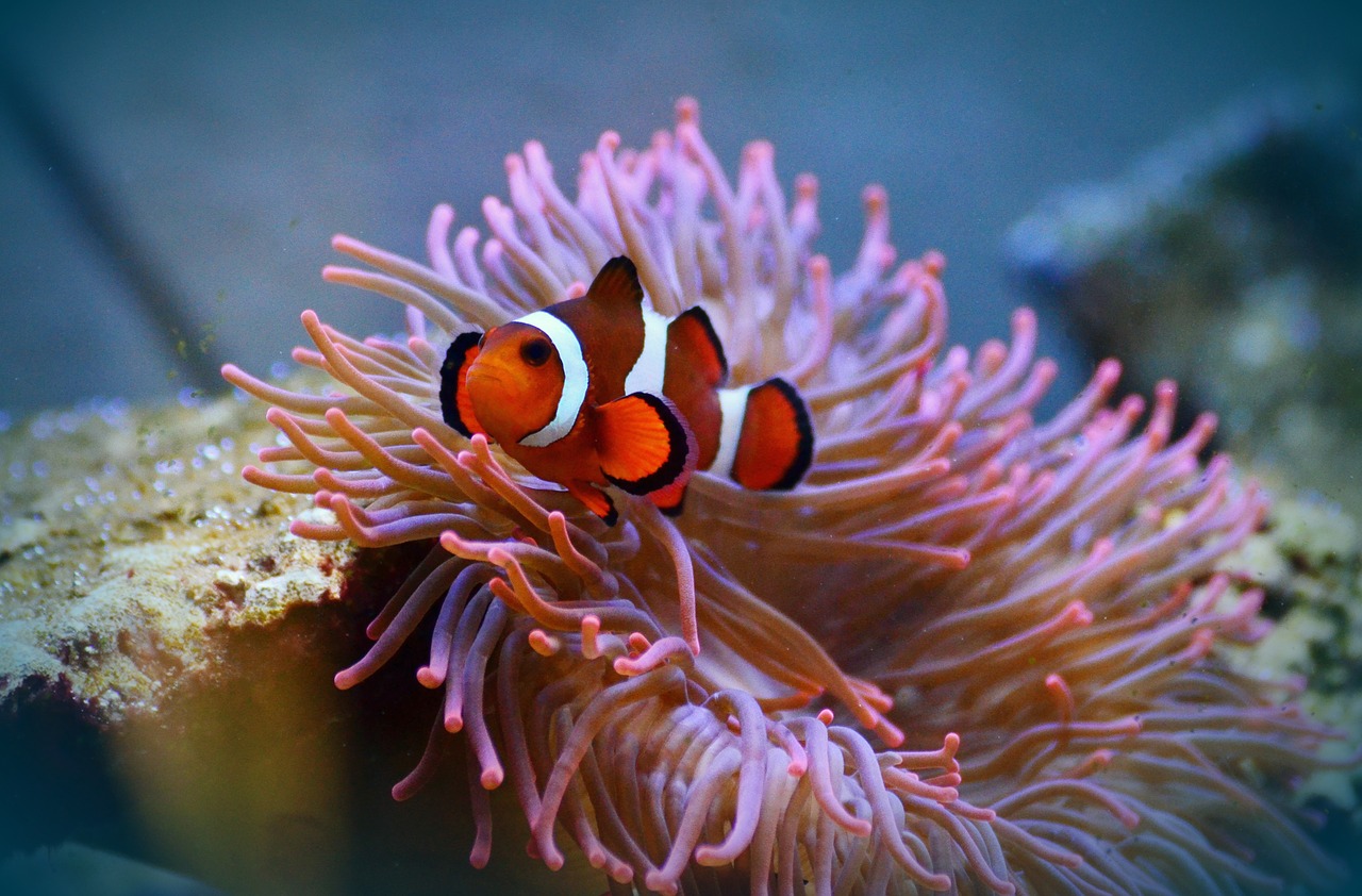 Image - anemone fish clown fish amphiprion