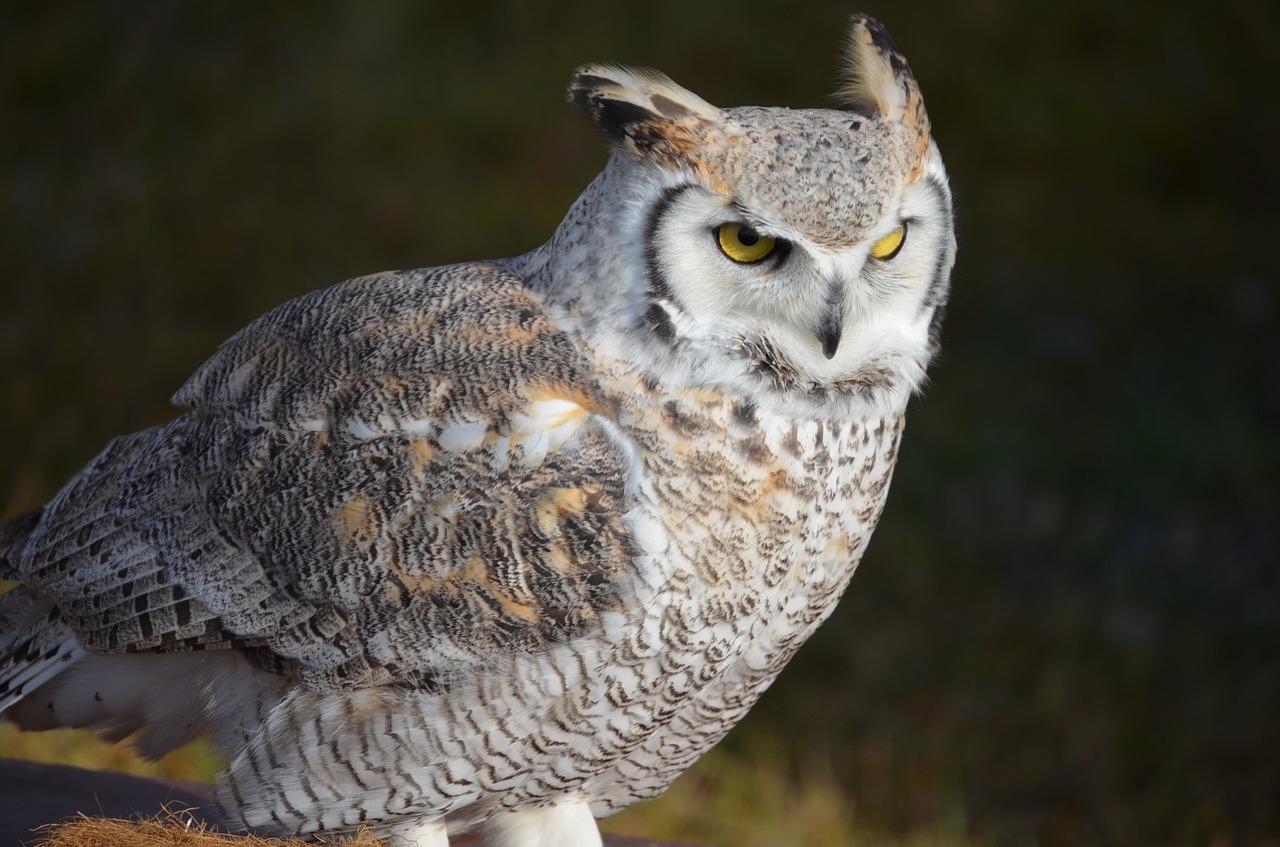 Image - snowy owl owl eagle owl bird white
