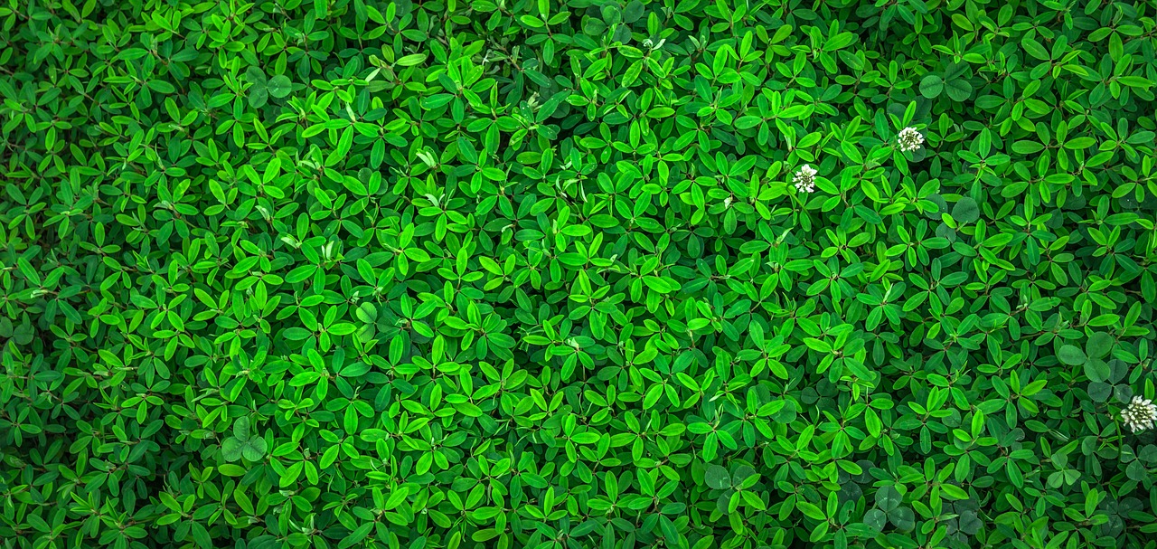 Image - leaf nature green spring abstract