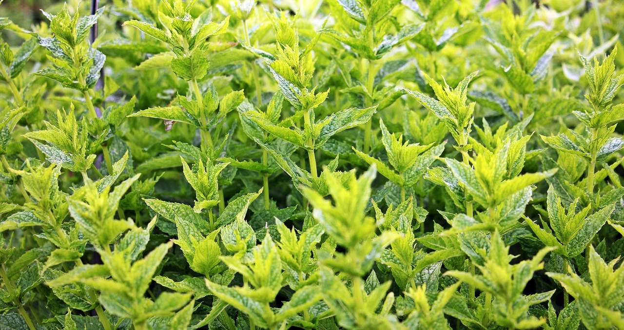 Image - mint green mint plant herbal plant