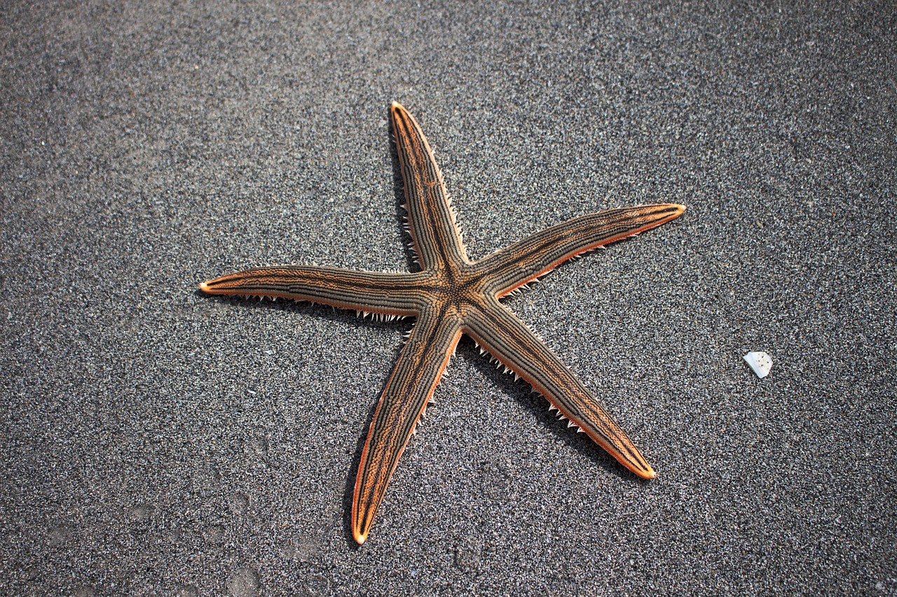 Image - sea star beach marine fauna