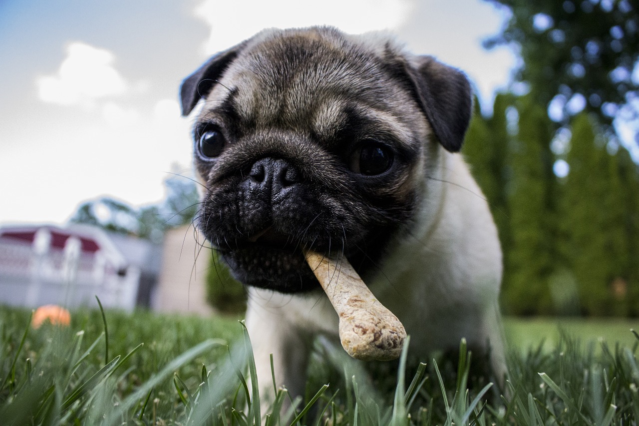 Image - puppy bone dog pet animal food