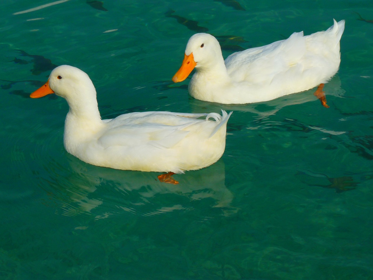 Image - duck white ducks animal water