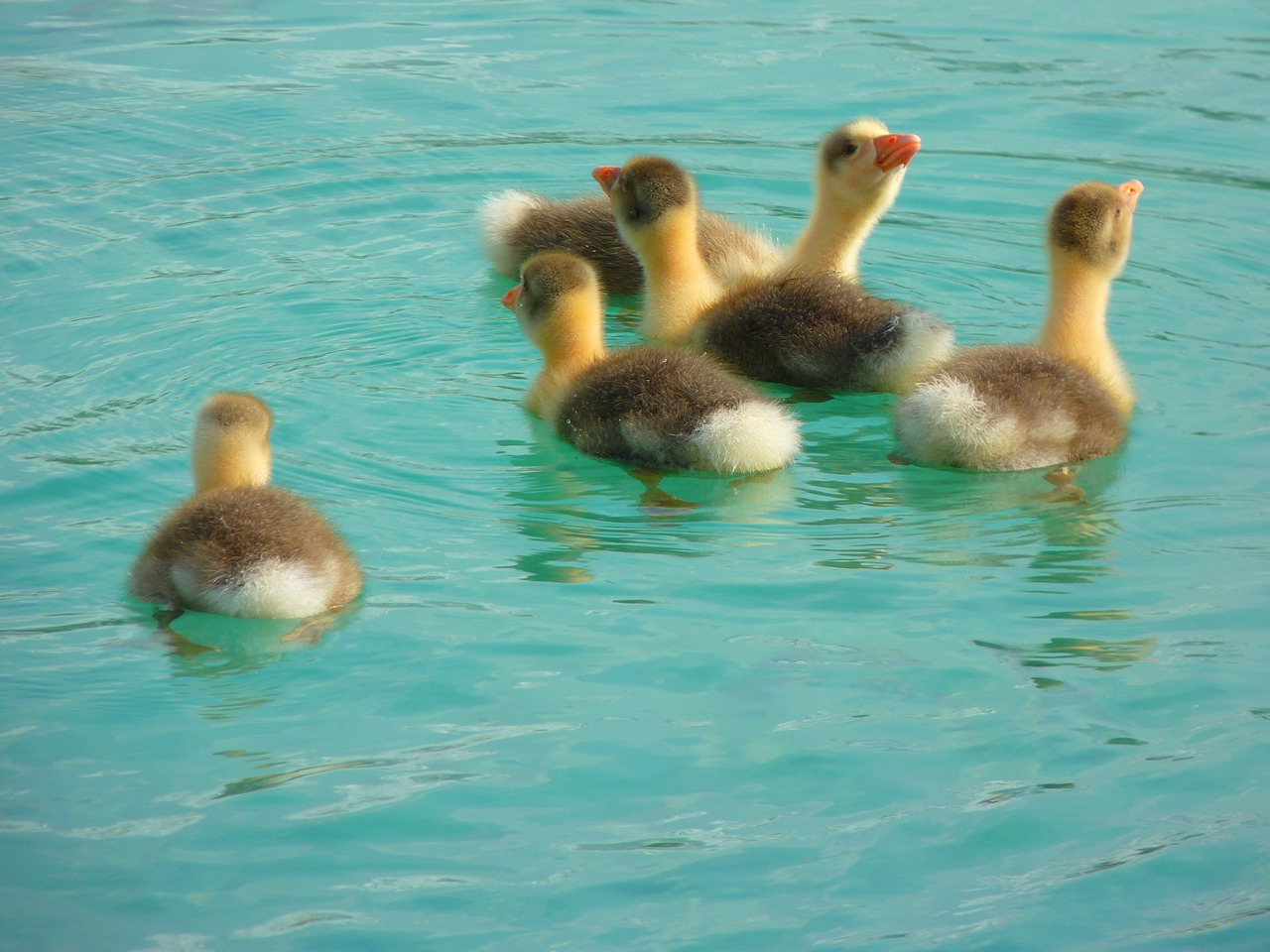 Image - goose chicken gaensekuecken animals