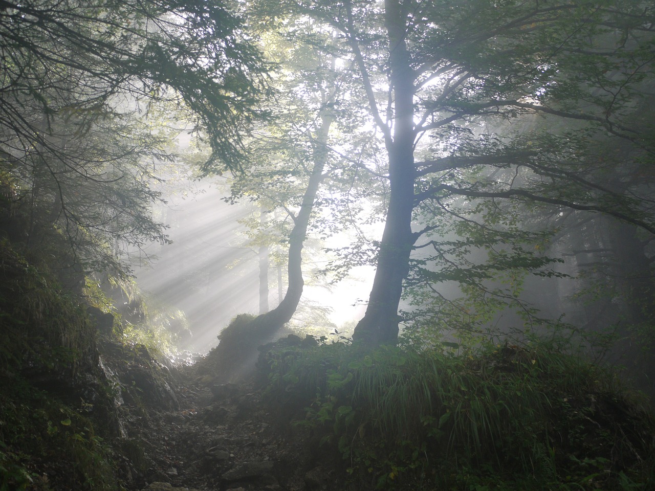 Image - rise morning fog sunbeam mystical